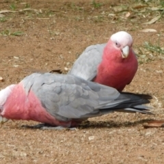 Eolophus roseicapilla (Galah) at Symonston, ACT - 2 Mar 2021 by CallumBraeRuralProperty