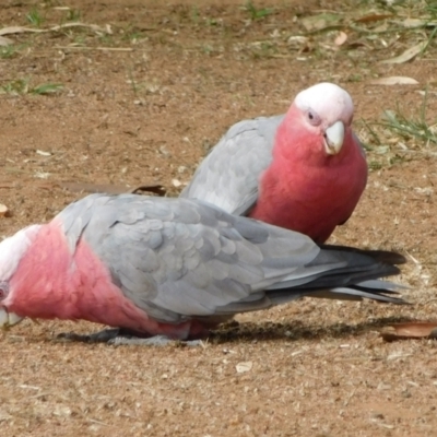 Eolophus roseicapilla (Galah) at Symonston, ACT - 3 Mar 2021 by CallumBraeRuralProperty