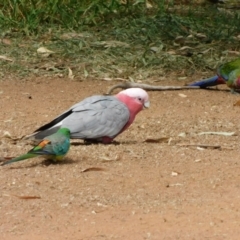 Eolophus roseicapilla at Symonston, ACT - 3 Mar 2021 10:00 AM