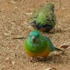 Psephotus haematonotus (Red-rumped Parrot) at Symonston, ACT - 3 Mar 2021 by CallumBraeRuralProperty