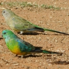 Psephotus haematonotus at Symonston, ACT - 3 Mar 2021