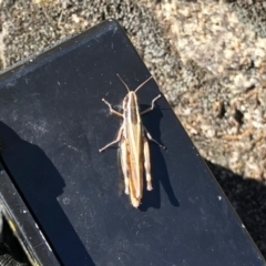 Macrotona australis (Common Macrotona Grasshopper) at Mount Clear, ACT - 3 Mar 2021 by KMcCue