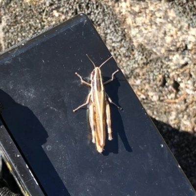 Macrotona australis (Common Macrotona Grasshopper) at Namadgi National Park - 3 Mar 2021 by KMcCue