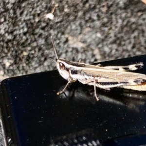 Macrotona australis at Mount Clear, ACT - 3 Mar 2021 11:28 AM