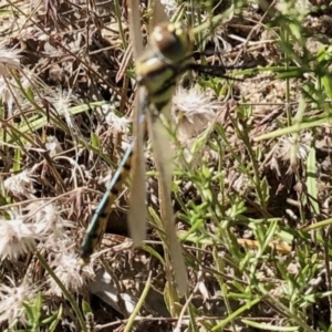 Hemicordulia tau at Mount Clear, ACT - 3 Mar 2021 11:04 AM