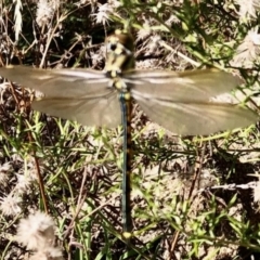 Hemicordulia tau at Mount Clear, ACT - 3 Mar 2021 11:04 AM