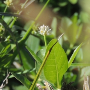 Alternanthera philoxeroides at Isabella Plains, ACT - 4 Mar 2021