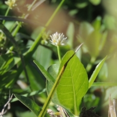 Alternanthera philoxeroides (Alligator Weed) at Isabella Pond - 4 Mar 2021 by michaelb