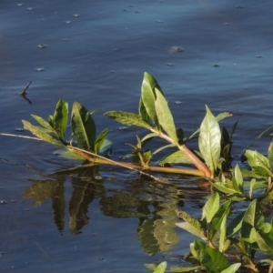 Alternanthera philoxeroides at Isabella Plains, ACT - 4 Mar 2021