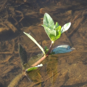 Alternanthera philoxeroides at Isabella Plains, ACT - 4 Mar 2021