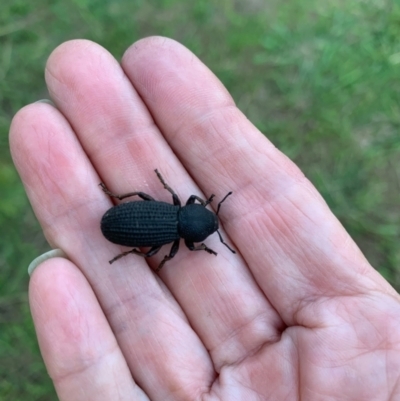 Amycterus abnormis (Ground weevil) at Murrumbateman, NSW - 1 Mar 2021 by SimoneC