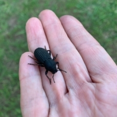 Amycterus abnormis at Murrumbateman, NSW - 1 Mar 2021