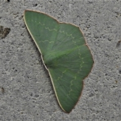 Prasinocyma semicrocea (Common Gum Emerald moth) at Tidbinbilla Nature Reserve - 4 Mar 2021 by JohnBundock