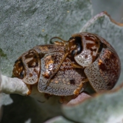 Paropsisterna m-fuscum (Eucalyptus Leaf Beetle) at ANBG - 3 Mar 2021 by WHall