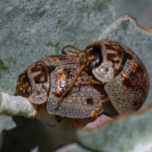 Paropsisterna m-fuscum at Downer, ACT - 3 Mar 2021