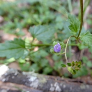 Veronica plebeia at Yass River, NSW - 3 Mar 2021