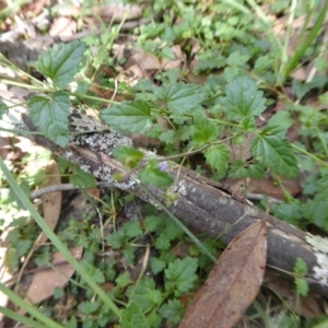 Veronica plebeia at Yass River, NSW - 3 Mar 2021