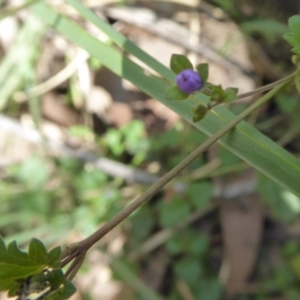 Veronica plebeia at Yass River, NSW - 3 Mar 2021 10:48 AM