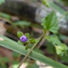 Veronica plebeia at Yass River, NSW - 3 Mar 2021