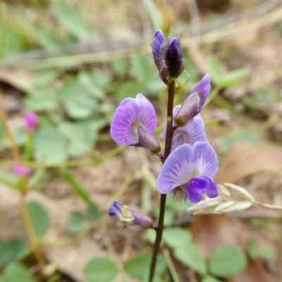 Glycine tabacina (Variable Glycine) at Yass River, NSW - 2 Mar 2021 by SenexRugosus