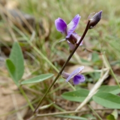 Glycine tabacina at Yass River, NSW - 3 Mar 2021