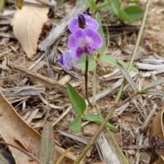 Glycine tabacina at Yass River, NSW - 3 Mar 2021