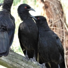 Corcorax melanorhamphos (White-winged Chough) at Deakin, ACT - 4 Mar 2021 by JackyF