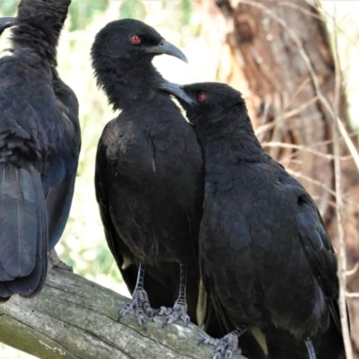 Corcorax melanorhamphos (White-winged Chough) at Red Hill Nature Reserve - 4 Mar 2021 by JackyF