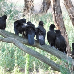 Corcorax melanorhamphos at Deakin, ACT - 4 Mar 2021