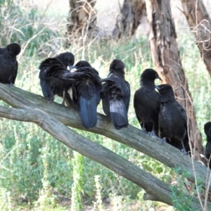 Corcorax melanorhamphos at Deakin, ACT - 4 Mar 2021