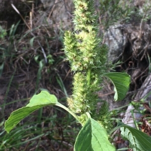 Amaranthus sp. at Coree, ACT - 3 Mar 2021 04:19 PM