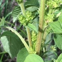 Amaranthus sp. at Coree, ACT - 3 Mar 2021