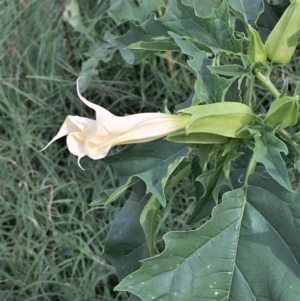 Datura stramonium at Coree, ACT - 3 Mar 2021