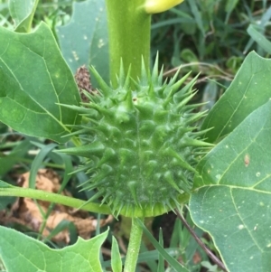 Datura stramonium at Coree, ACT - 3 Mar 2021 04:37 PM