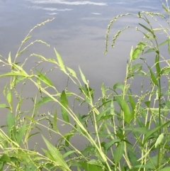 Persicaria hydropiper (Water Pepper) at Coree, ACT - 3 Mar 2021 by JaneR