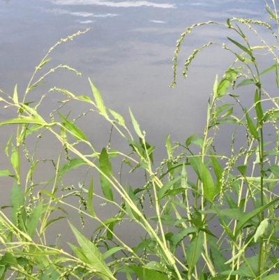 Persicaria hydropiper (Water Pepper) at Uriarra Recreation Reserve - 3 Mar 2021 by JaneR