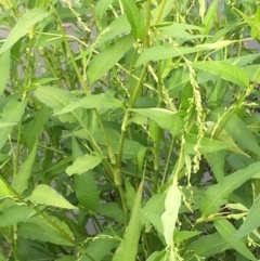 Persicaria hydropiper at Coree, ACT - 3 Mar 2021 04:21 PM