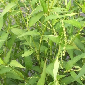 Persicaria hydropiper at Coree, ACT - 3 Mar 2021 04:21 PM