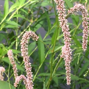 Persicaria lapathifolia at Coree, ACT - 3 Mar 2021 04:21 PM