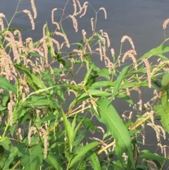 Persicaria lapathifolia at Coree, ACT - 3 Mar 2021