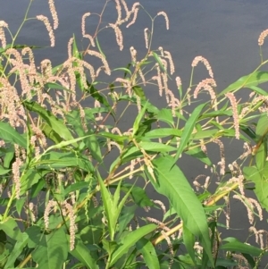 Persicaria lapathifolia at Coree, ACT - 3 Mar 2021 04:21 PM