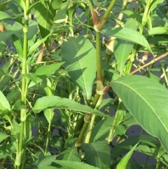 Persicaria lapathifolia at Coree, ACT - 3 Mar 2021 04:21 PM