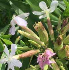 Saponaria officinalis (Soapwort, Bouncing Bet) at Uriarra Recreation Reserve - 3 Mar 2021 by JaneR