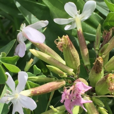 Saponaria officinalis (Soapwort, Bouncing Bet) at Uriarra Recreation Reserve - 3 Mar 2021 by JaneR
