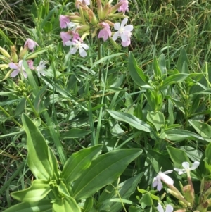 Saponaria officinalis at Coree, ACT - 3 Mar 2021