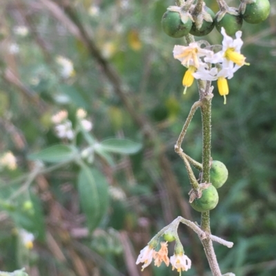 Solanum chenopodioides (Whitetip Nightshade) at Uriarra Recreation Reserve - 3 Mar 2021 by JaneR