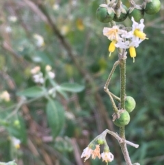 Solanum chenopodioides (Whitetip Nightshade) at Coree, ACT - 3 Mar 2021 by JaneR