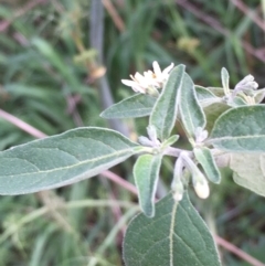 Solanum chenopodioides at Coree, ACT - 3 Mar 2021