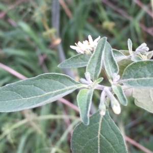 Solanum chenopodioides at Coree, ACT - 3 Mar 2021 04:11 PM