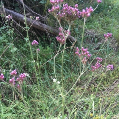 Verbena incompta (Purpletop) at Uriarra Recreation Reserve - 3 Mar 2021 by JaneR